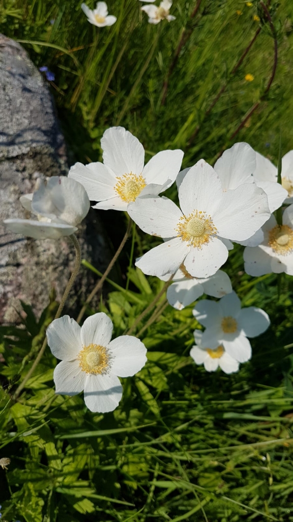 Autors: Imants Kaziļuns