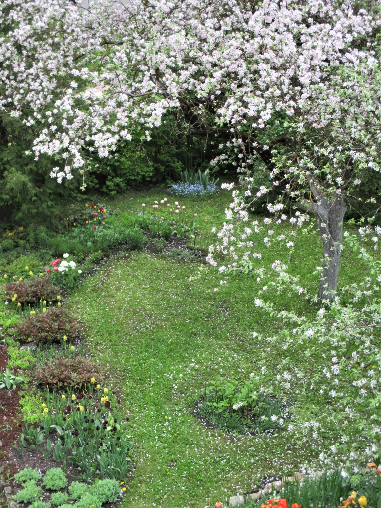 Dabas glezna. Birst ābelei balti ziedi...
Autors: no Agneses albuma