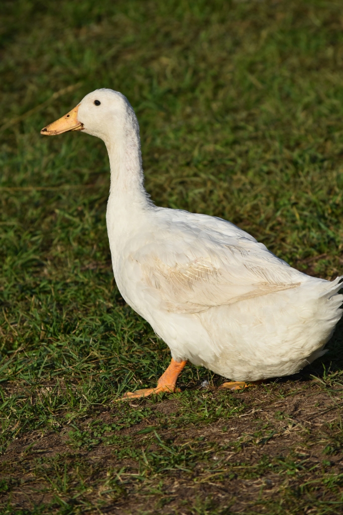 Autors: Ginta Grincēviča