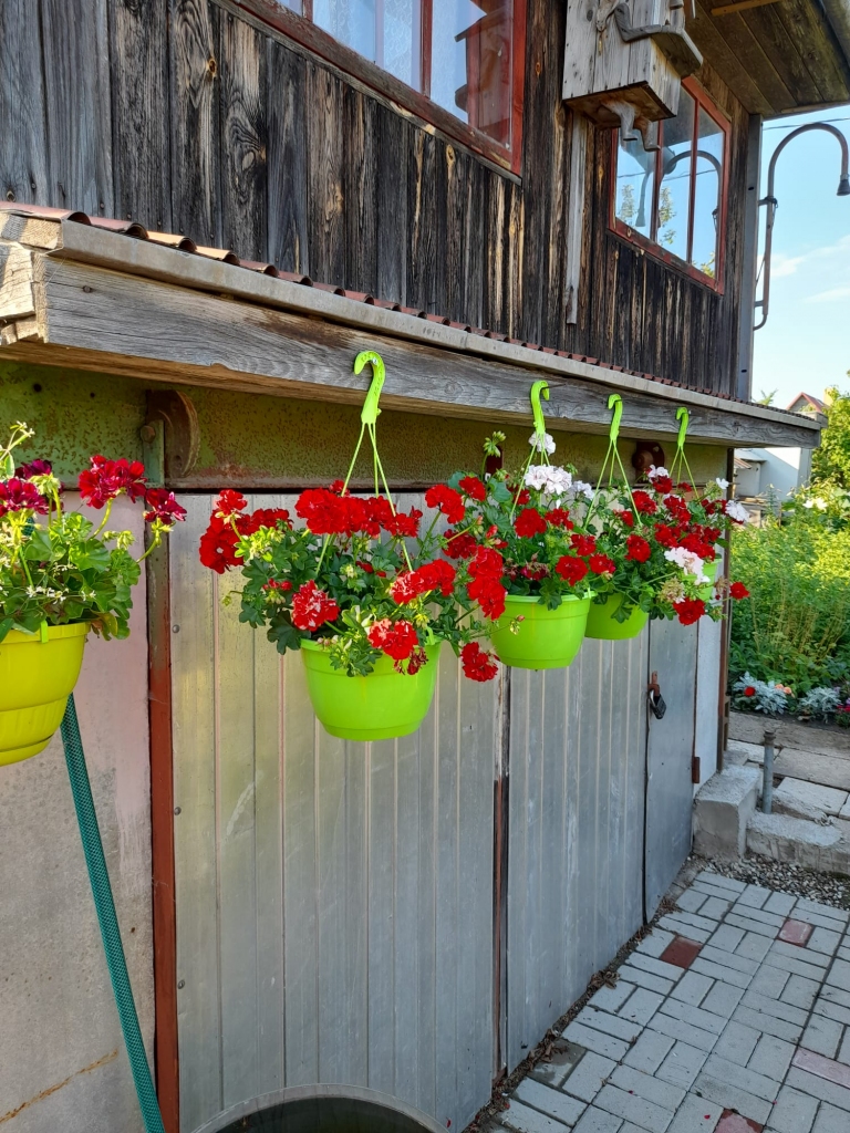 PELARGONIJAS gozējas podos.