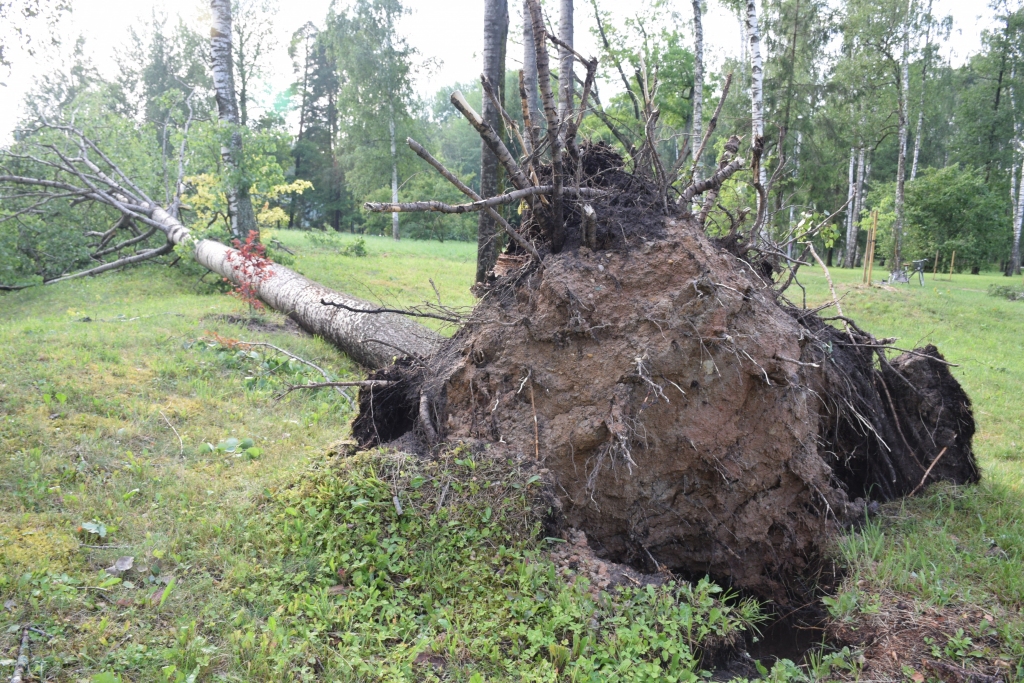 LIDO JUMTI, KOKI UN ZARI. Otrdien pērkona negaiss Aizkrauklē sabojāja vairākus jumtus, ar visām saknēm izgāza daudzus kokus, noplēsa lodžiju, balkonu dekoratīvos vairogus un radīja citus postījumus, bet, par laimi, cilvēki nav cietuši.
Autors: Guna Mikasenoka, Kaspars Kažmērs, aculiecinieks