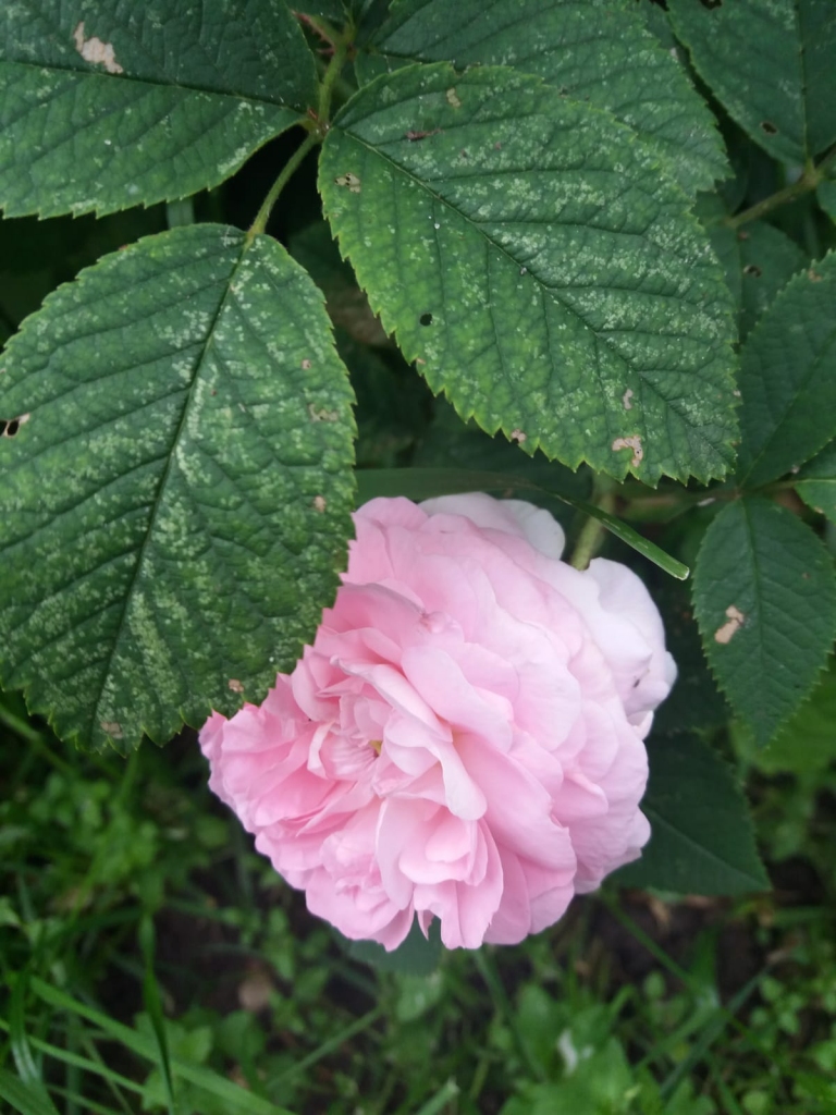 Autors: Lidija Ozoliņa