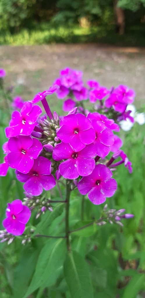 Autors: Agita Grīnvalde-Iruka