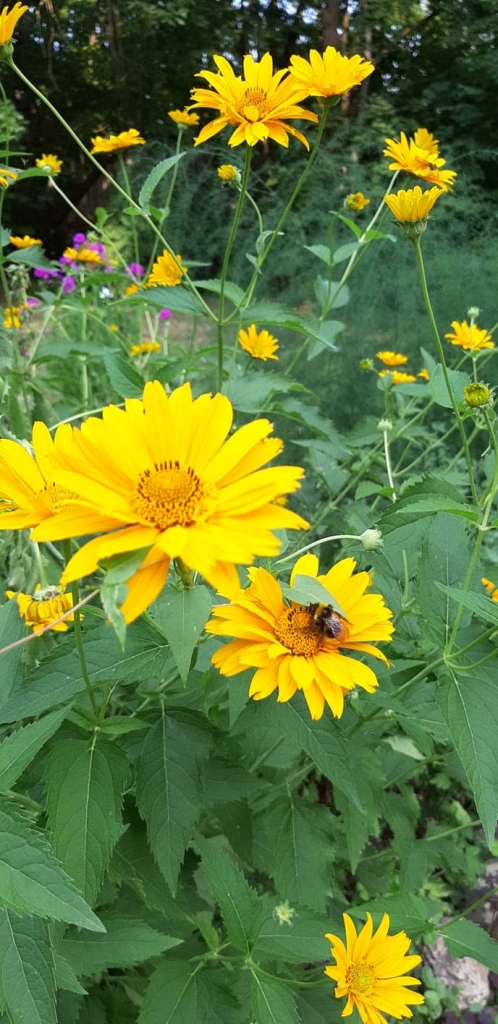 Autors: Agita Grīnvalde-Iruka