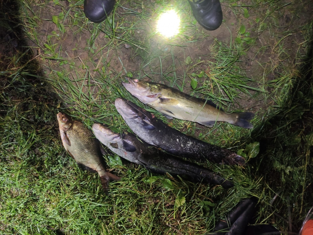 zvejo lieguma vietā. Vides aizsardzības asociācijas biedri Sērenes pagastā aizturēja personu, kura veica zemūdens medības lieguma vietā. Zemūdens medniekam lomā tika paturēti divi sami, viens zandarts un viens breksis.
Autors: no A. Ruņģa albuma