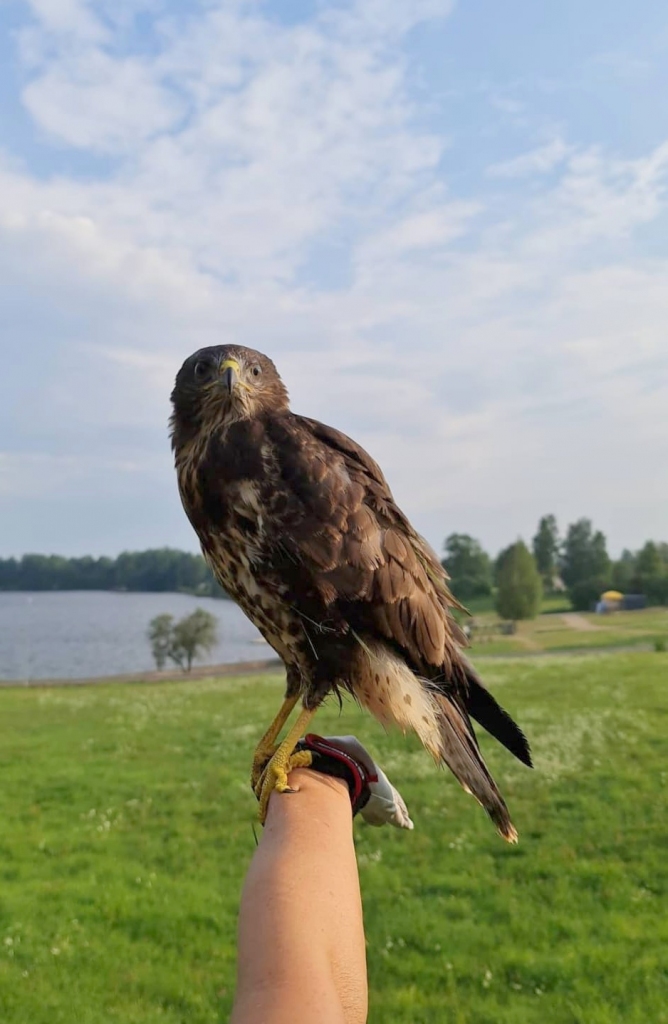 Paldies par palīdzību! Vistu vanags ar aizkrauklietes Vinetas palīdzību atveseļojies un gatavojas dzīvei savvaļā.
Autors: no personīgā arhīva