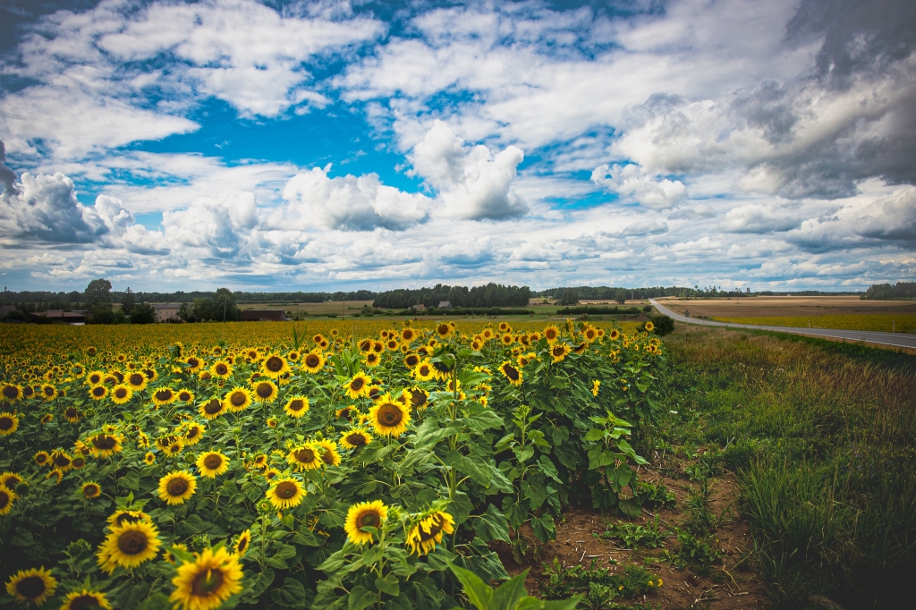 Lielie dzeltenie ziedi Neretas pusē cilvēkus iepriecinās vēl vismaz divas nedēļas.