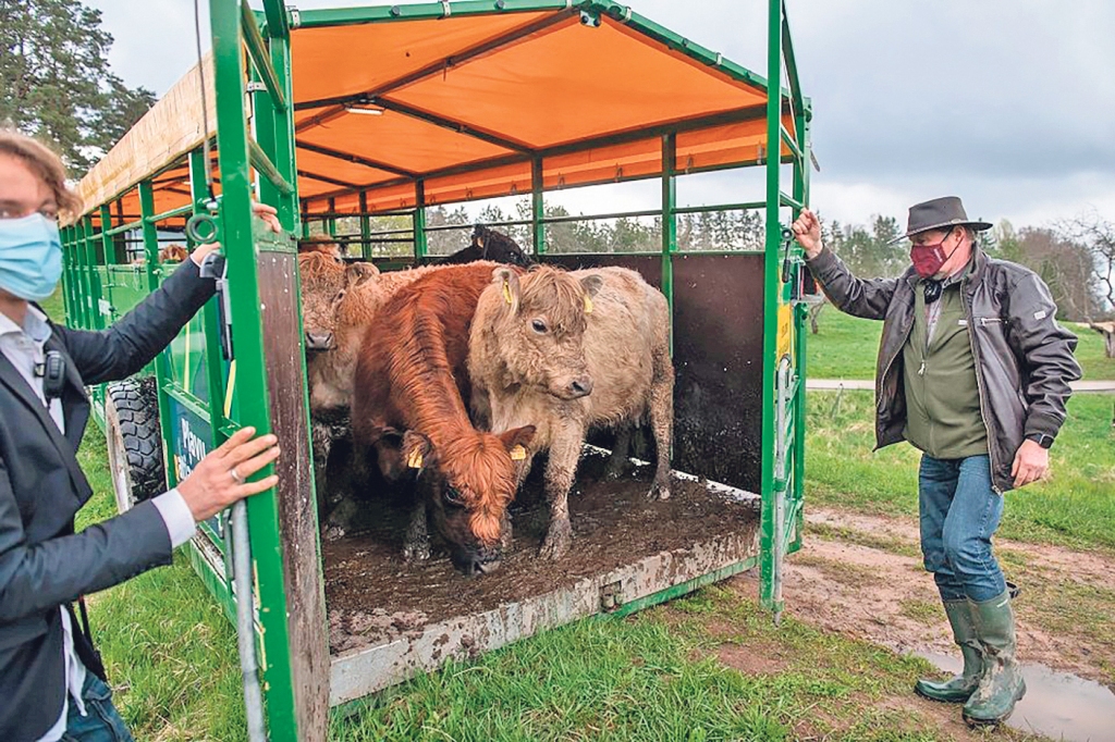 Viens no labākajiem veidiem, kā palīdzēt pļavām atgūt augu sugu daudzveidību un pierasto pļavu puķu krāšņumu, ir noganīšana. Latvijas Dabas fonda projektā “GrassLIFE” 2018. gadā ir izveidots mobilais ganāmpulks. Ganīšanas sezonā tas īpaši pielāgotā piekabē dodas uz dažādām dabiskajām pļavām Latvijā. Šogad govis noganīs ap 220 hektāru, bet pavisam šajos gados noganīti ap 500 hektāru. Ganību vietas izvēlas vides eksperti, un teritorijā ir elektriskais gans.
Autors: no “GrassLIFE”/K. Kalns