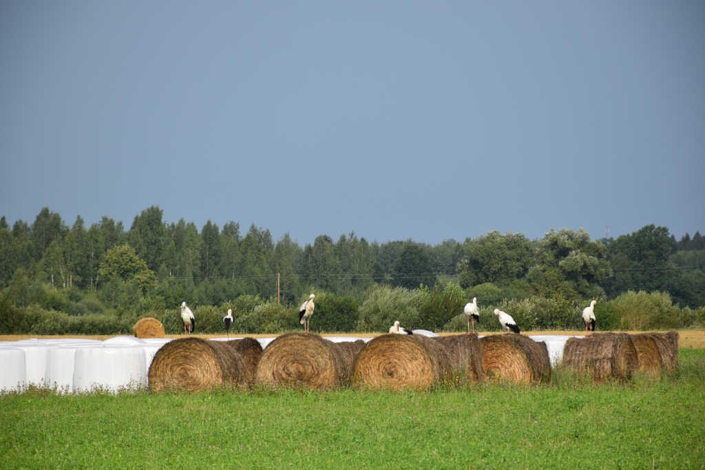 Autors: Agita Grīnvalde-Iruka
