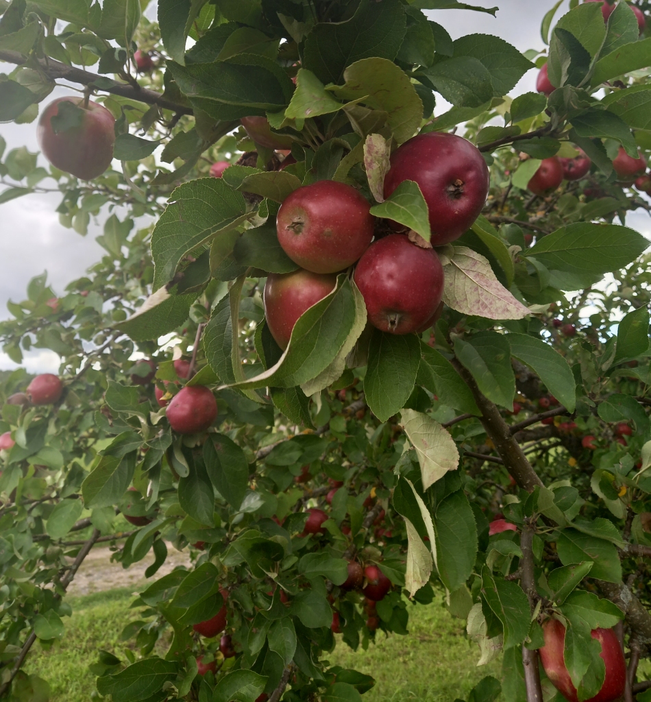 Autors: Silvija Karpoviča