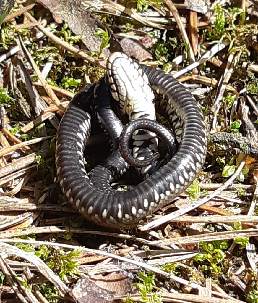 Autors: Karīna Žisko