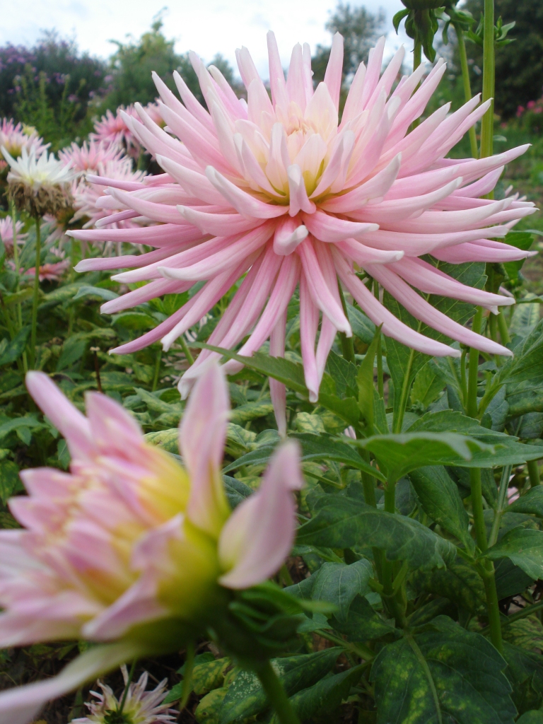 Autors: Silvija Karpoviča