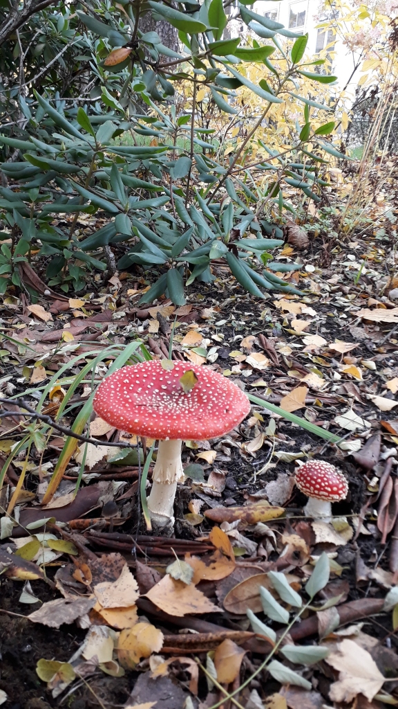 Autors: Solveiga Ivanova