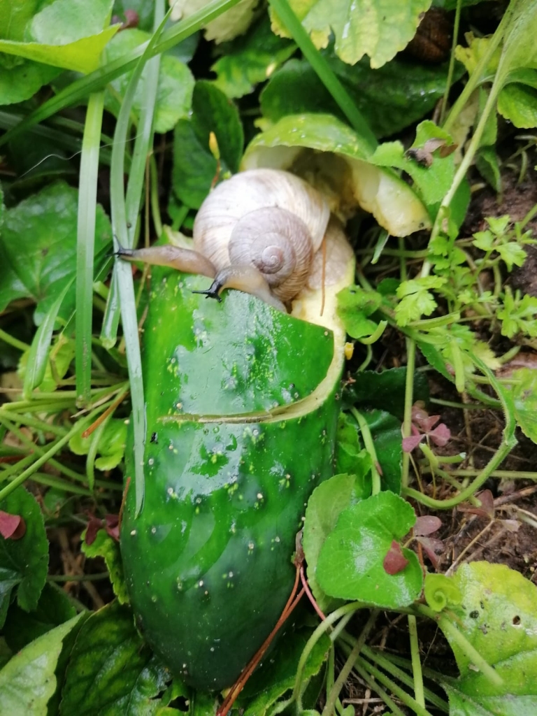 Autors: Elga Grigāne