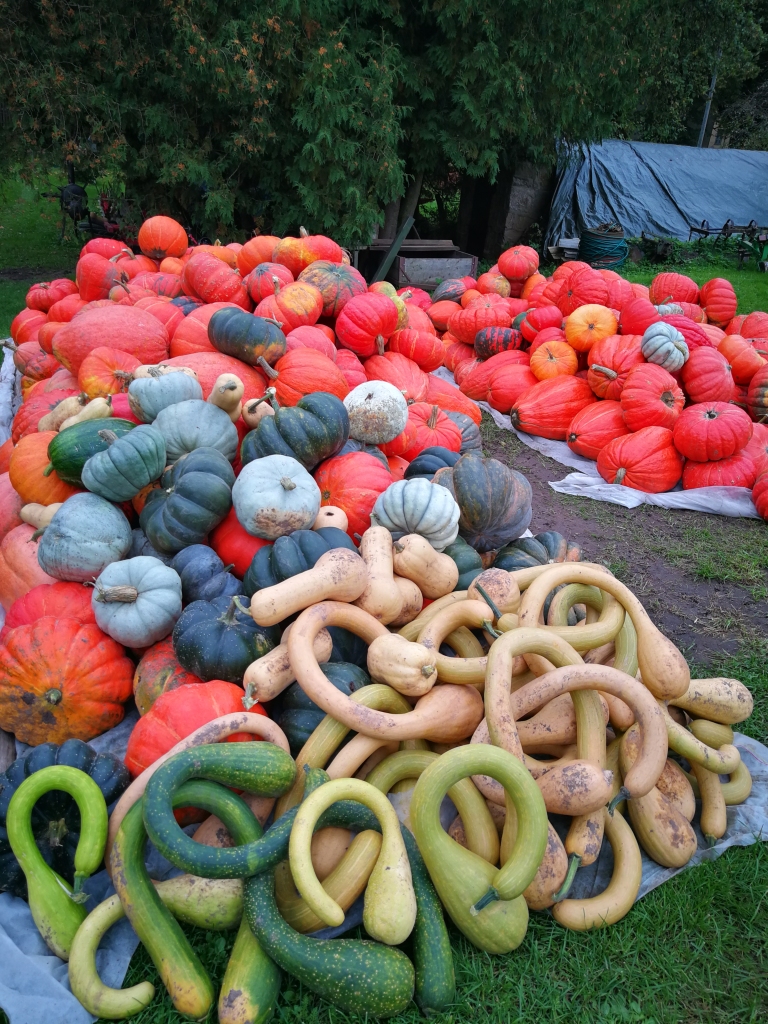 DAUDZVEIDĪGI. Šī gada raža — dažādu krāsu un formu  ķirbji.
Autors: Ina Garmašova