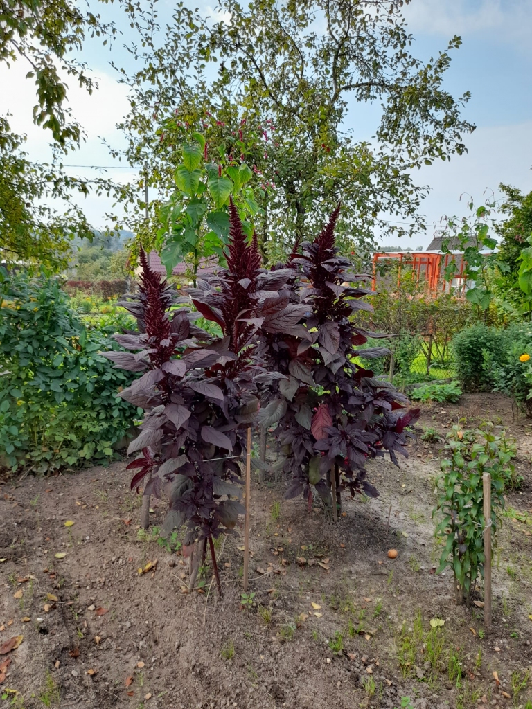 Arī amaranti padevušies vareni.