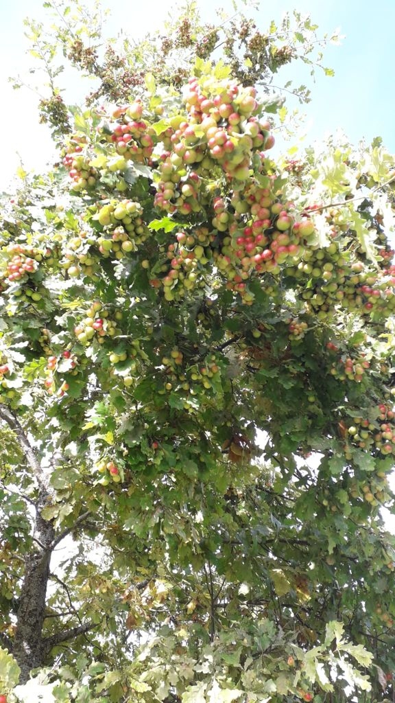 Ozols ar pangām.
Autors: no Evitas