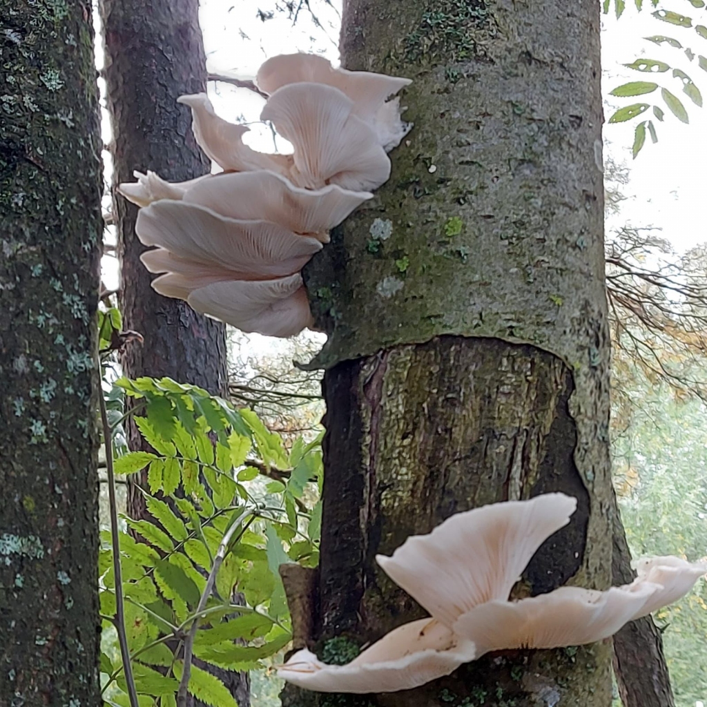 Autors: Ināra Sudare