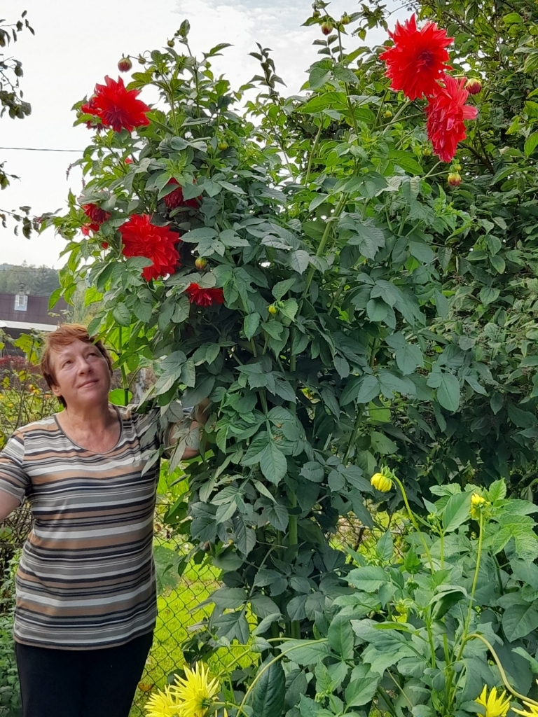 Sarkanā dālija izstiepusies vairāk nekā divu metru garumā, augumā kontrastējot ar dzeltenajām māsām. Aizkraukliete Irīna Vanaga starp ziedošajām skaistulēm.