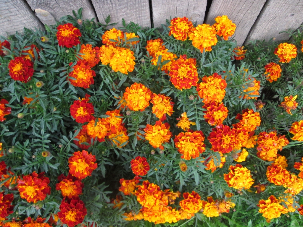 Autors: Ināra Sudare