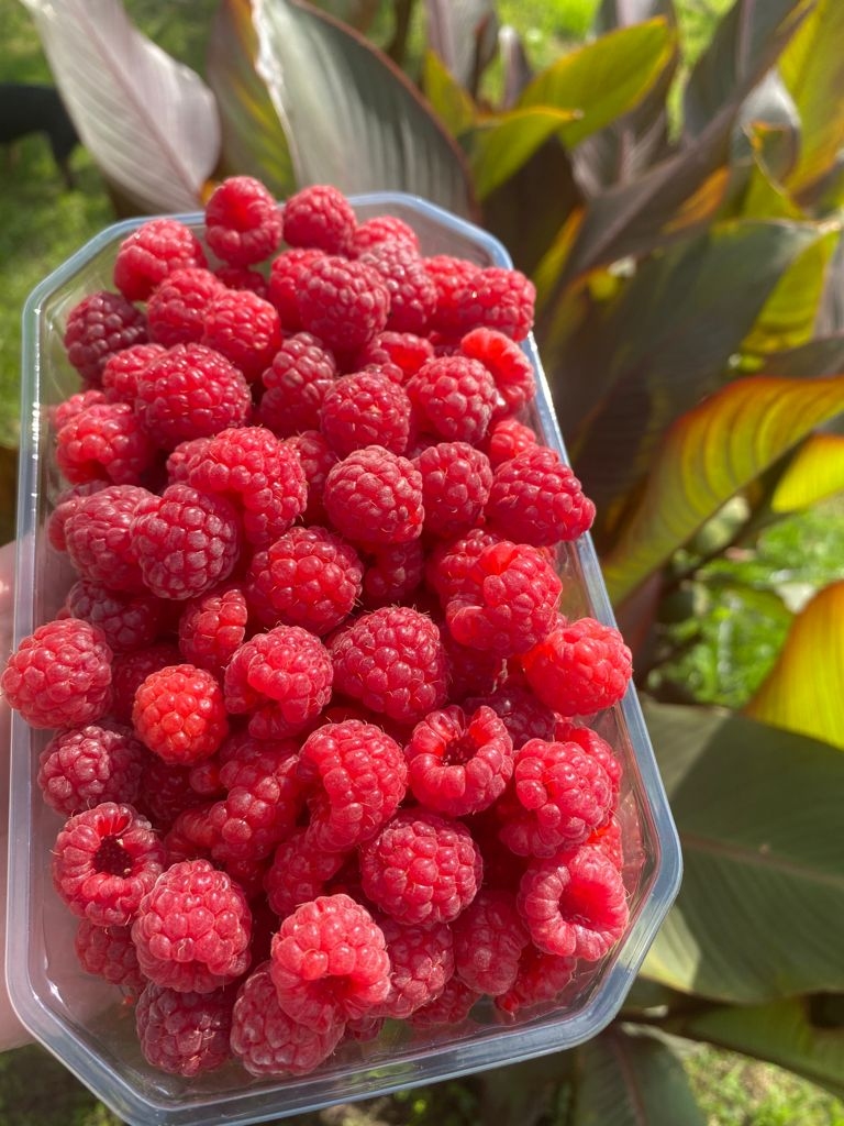 Lielas, saldas un  sulīgas — tādas ir rudens avenes.
Autors: no Ritas Trokšas albuma