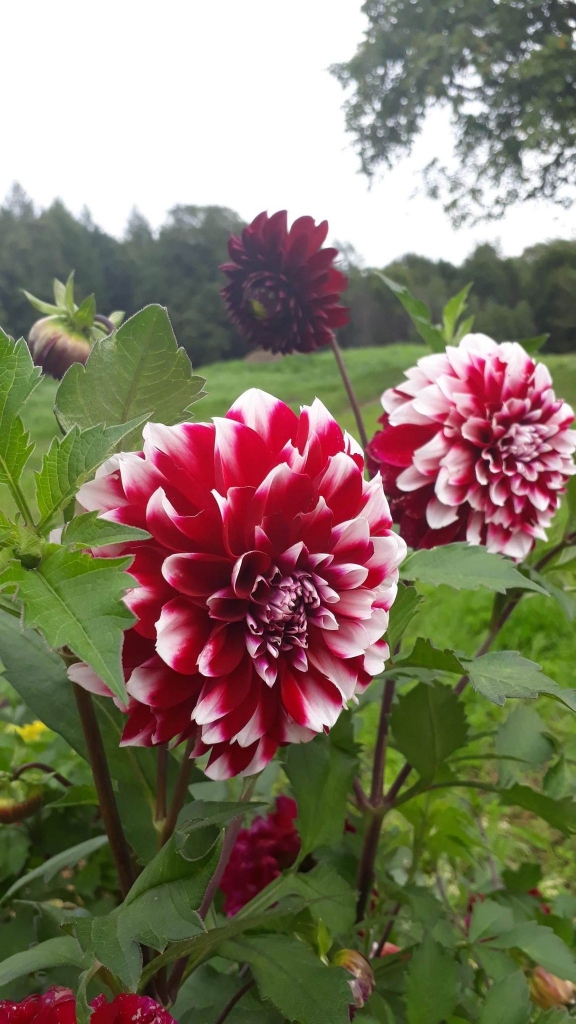 Autors: Solveiga Ivanova