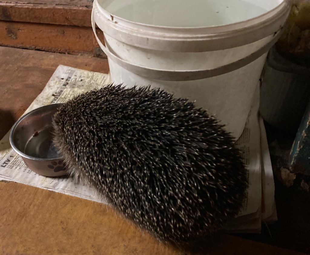 Kārums. Ezis vislabprātāk ēda kaķiem paredzēto sauso barību.