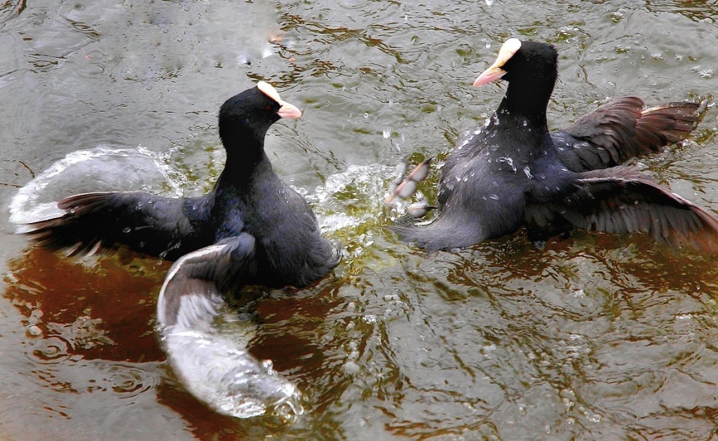 Autors: Žanna Žaka