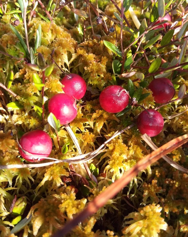 Autors: Jānis Kūlītis