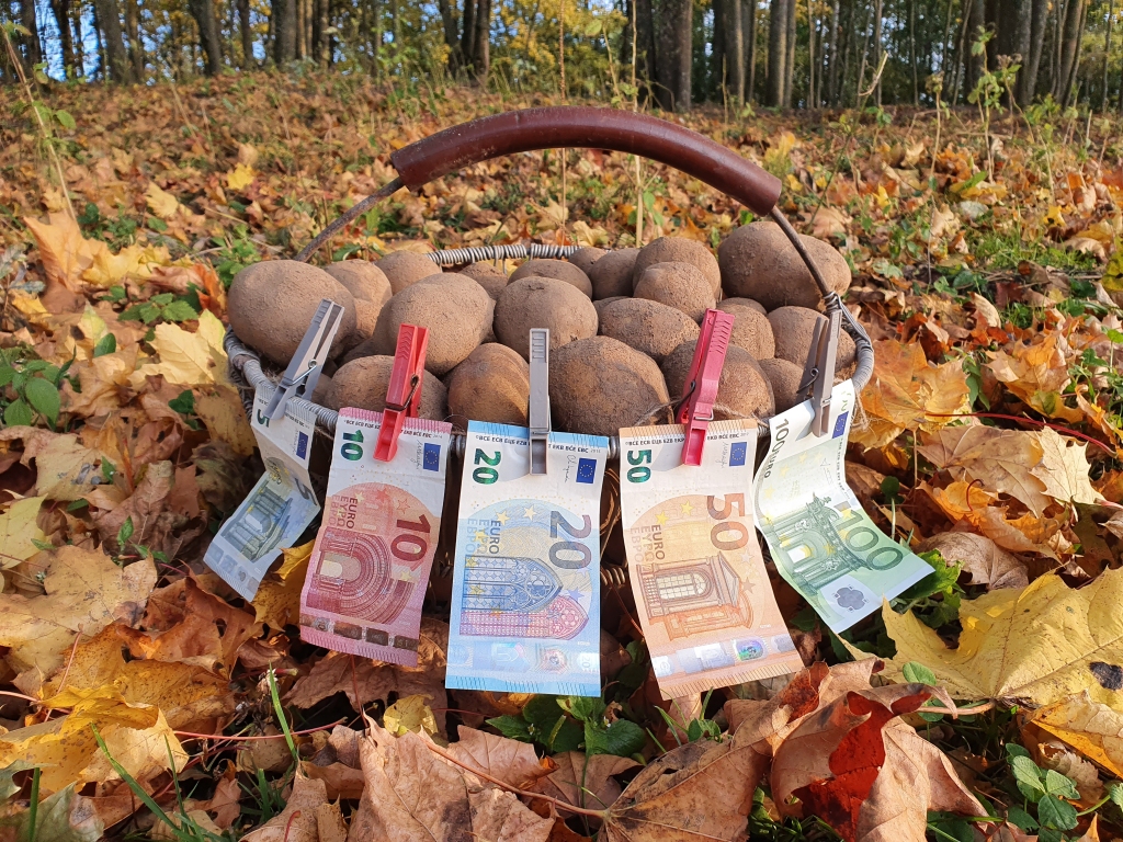 BEZ KARTUPEĻIEM NEIZTIKT. Lai gan šogad kartupeļu cena ir daudz augstāka nekā pērn, taču patlaban cilvēki tos pērk vairāk — lai nodrošinātu krājumus ziemai un nepaliktu bez Latvijā audzētiem kartupeļiem.
Autors: Alita Umbraško