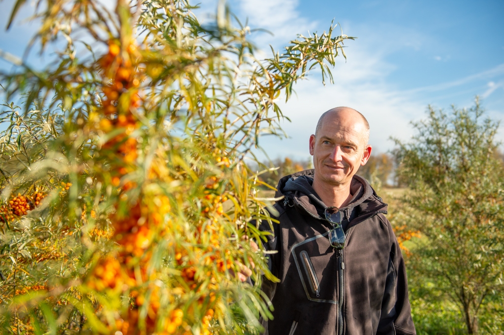 Atkāpties vairs nevar. “Krūklu” māju saimnieks Guntars Smukša un viņa gadiem lolotie smiltsērkšķi.