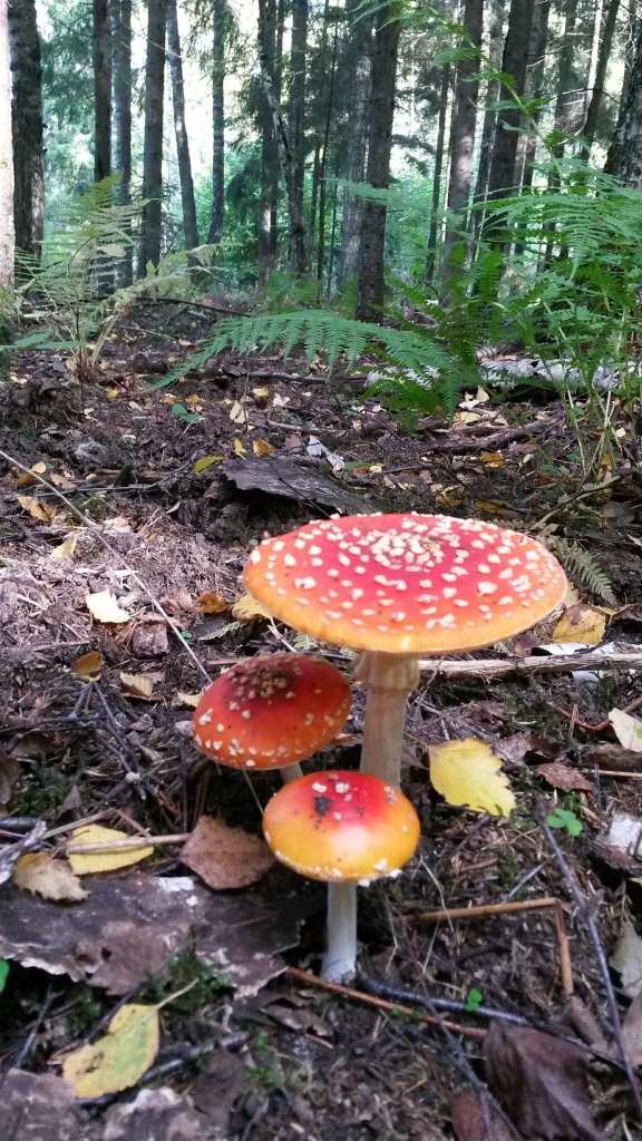 Autors: Solveiga Ivanova