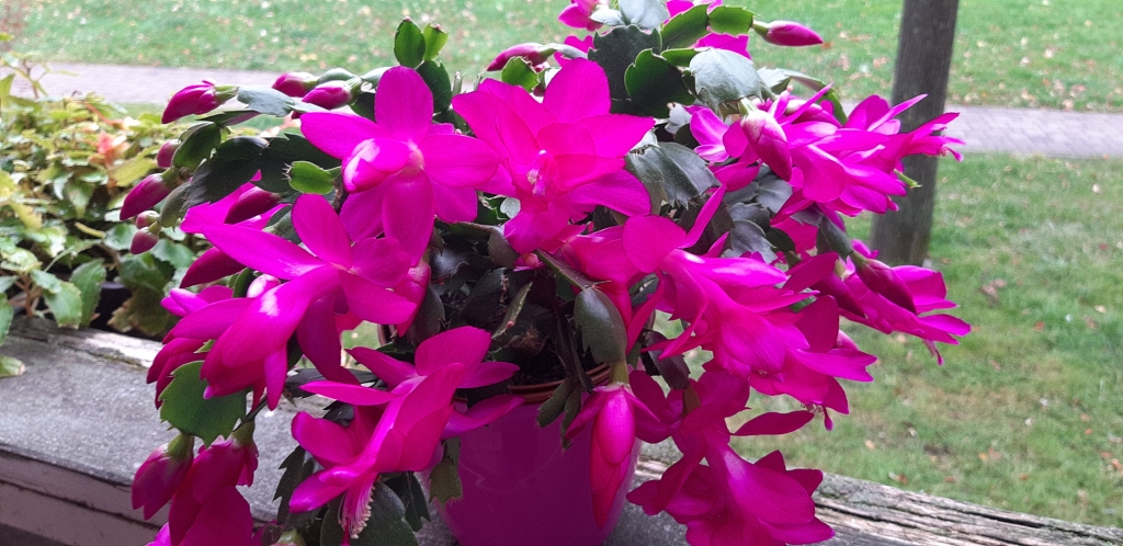 Autors: Agita Grīnvalde-Iruka