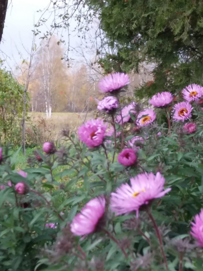 Autors: Lidija Ozoliņa