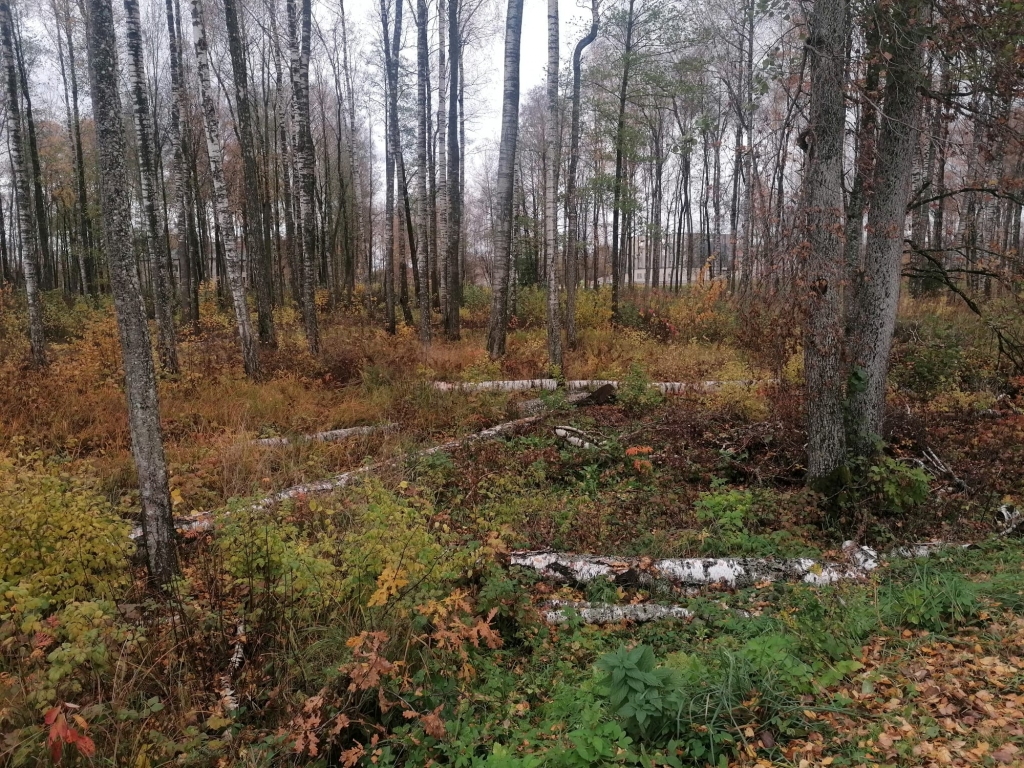 Vienam traucē, otram nē. Mežaparka privātajā teritorijā zemē guļošie atzarotie bērzi.