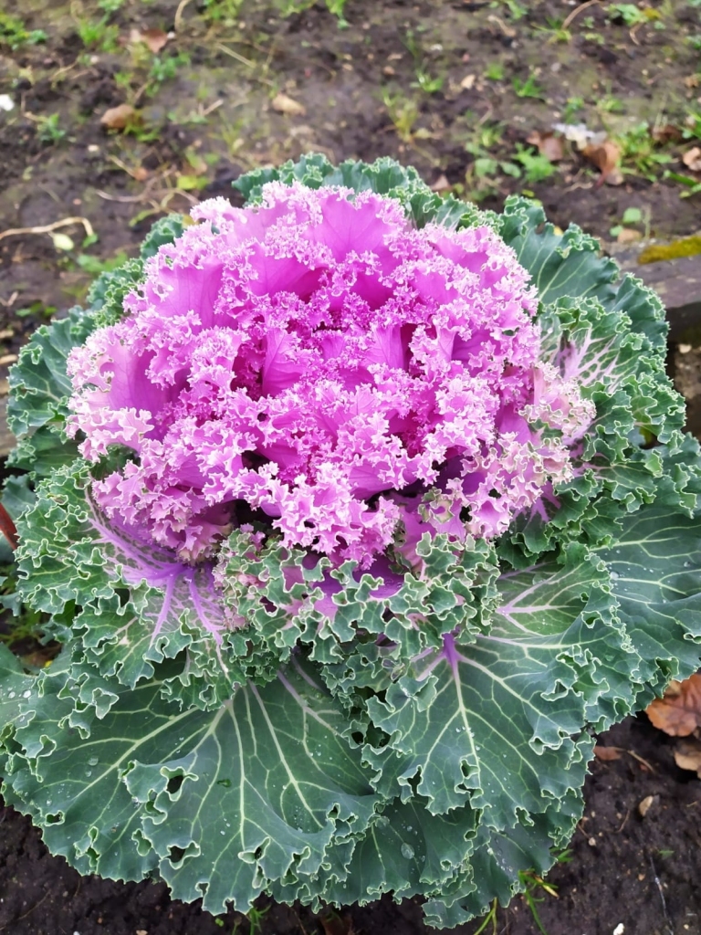 Autors: Skaidrīte Būmane