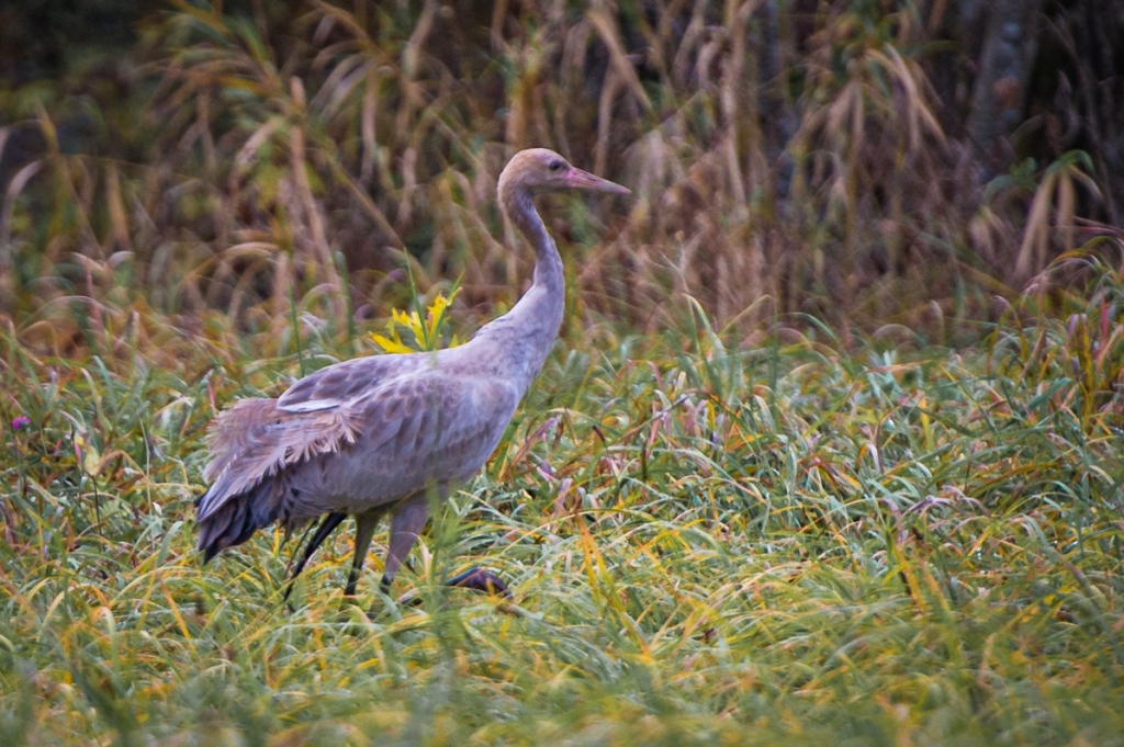 Neierasti droša. Jaunā dzērve netālu no autobusu pieturas “Dravnieki”.