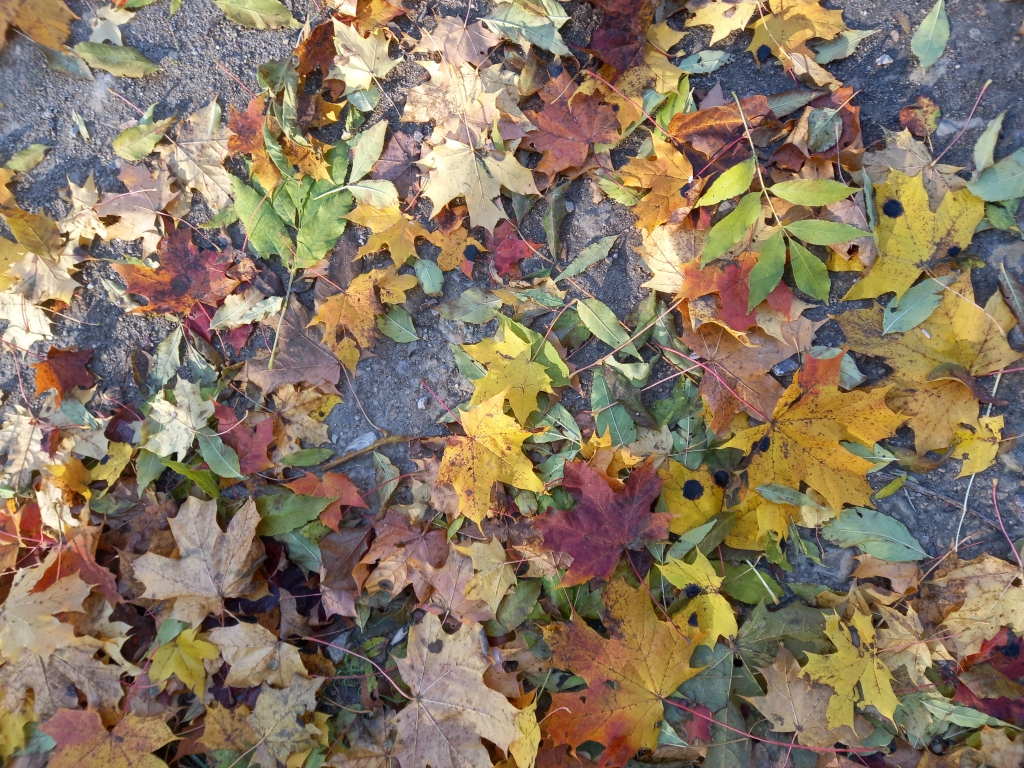 Autors: Silvija Karpoviča