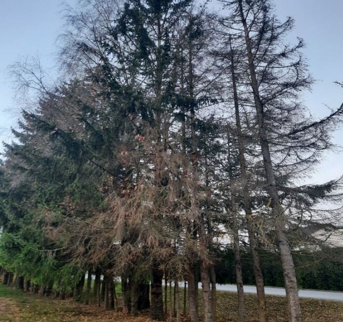 KAITĒKĻU NEDARBI Koknesē pie skeitparka.
Autors: no Kokneses apvienības pārvaldes