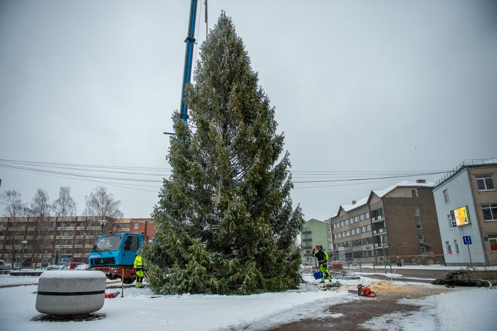 KRĀŠŅĀ EGLE šogad uz Aizkraukles centru atceļojusi no Seces pagasta.
Autors: Imants Kaziļuns