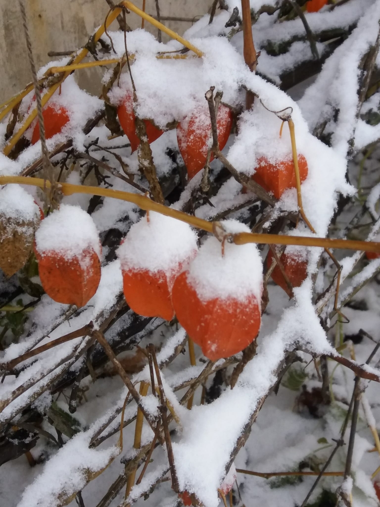 Autors: Lidija Ozoliņa