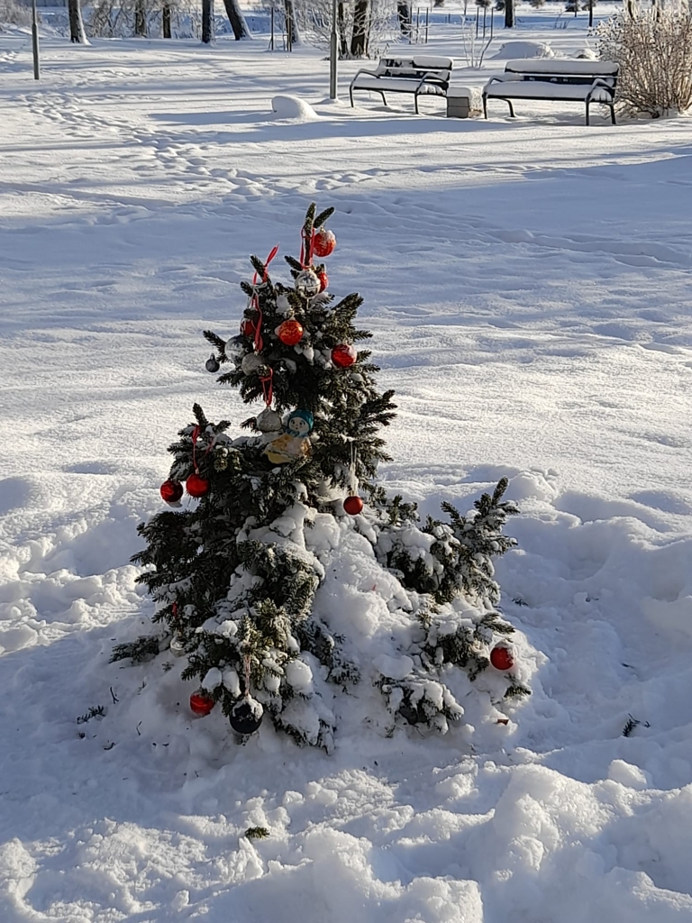 KĀ PASAKĀ — tā varētu teikt par mazo eglīti, kas izrotāta Mežaparkā Aizkrauklē. Arī šogad, tāpat kā pērn, tā iepriecina gan lielos, gan mazos garāmgājējus. Novērots, ka, ejot tai garām, kāds palēnina soli, cits apstājas un nofotografē mazo izgreznoto kociņu. Paldies čaklajiem rūķiem par sagādāto prieku!
Autors: Iveta Skaba