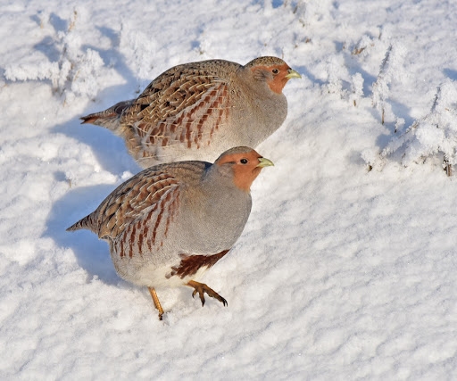 Autors: no www.putni.lv