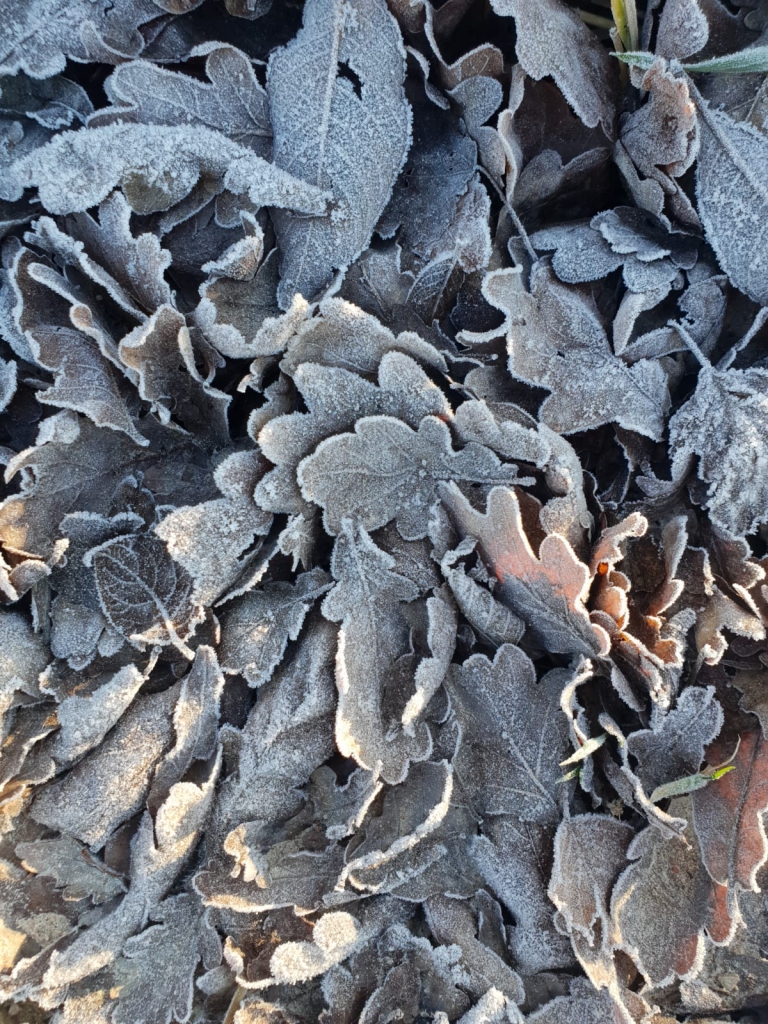 Autors: Silvija Karpoviča