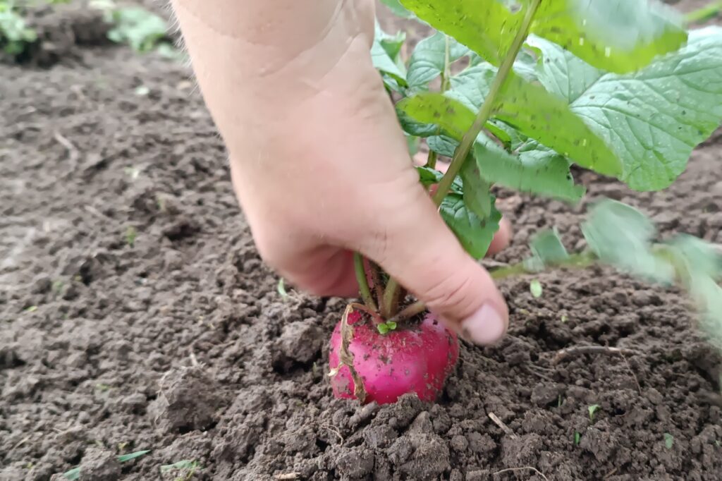 MĀRU KAŠKO šoruden dārzā pārsteiguši īpaši lieli rudens redīsi.