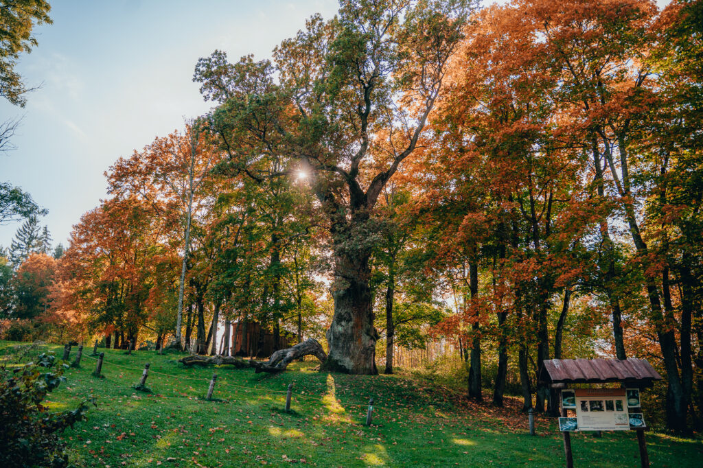 Sējas dižozols Saulkrastu novadā. Foto no pašvaldības. 