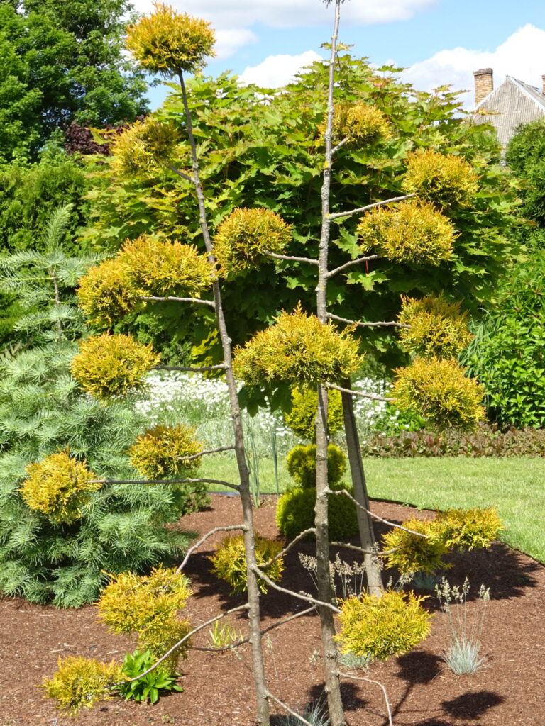 DAŽĀDU NOKRĀSU UN FORMU SKUJEŅI.