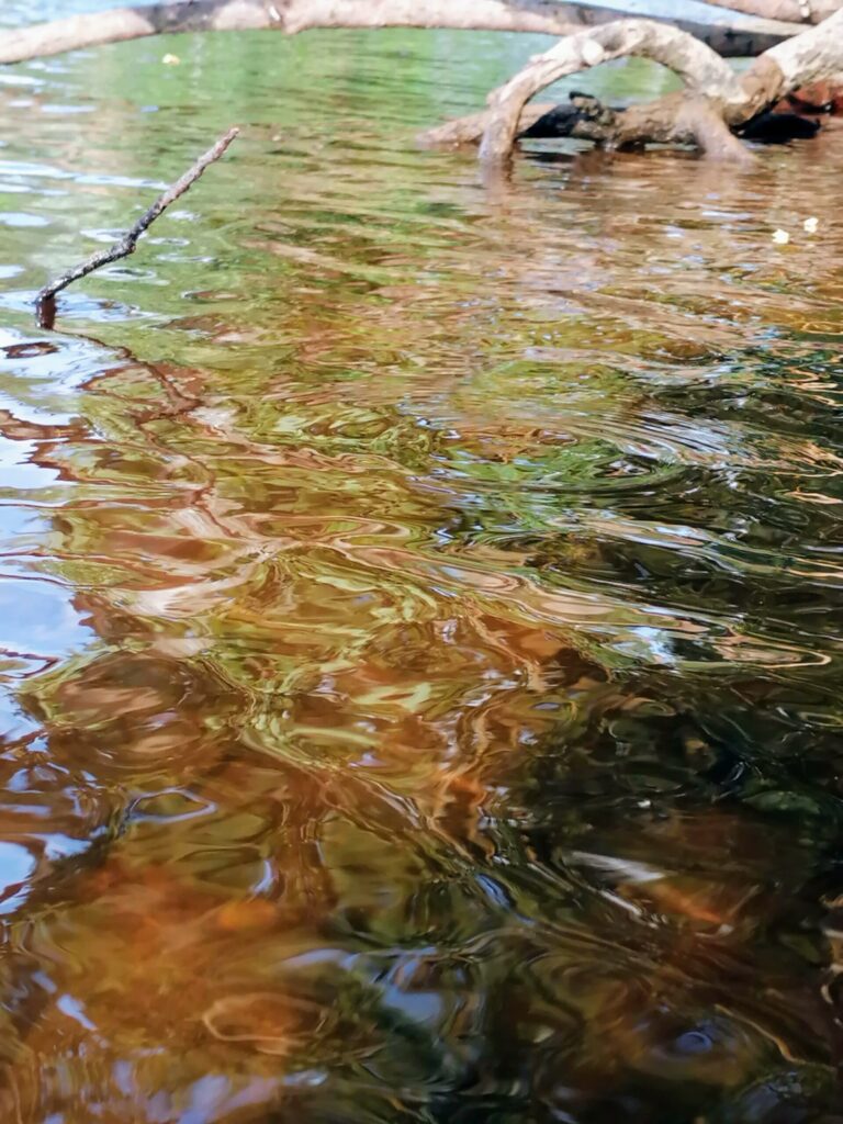 Mākslinieks - daba. Sandras Vanagas foto