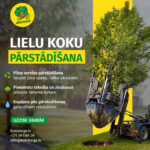 Pilna servisa lielu koku pārstādīšanas pakalpojumi Nemokieties ar lāpstu —&hellip;