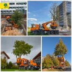 Pilna servisa lielu koku pārstādīšanas pakalpojumi Nemokieties ar lāpstu —&hellip;